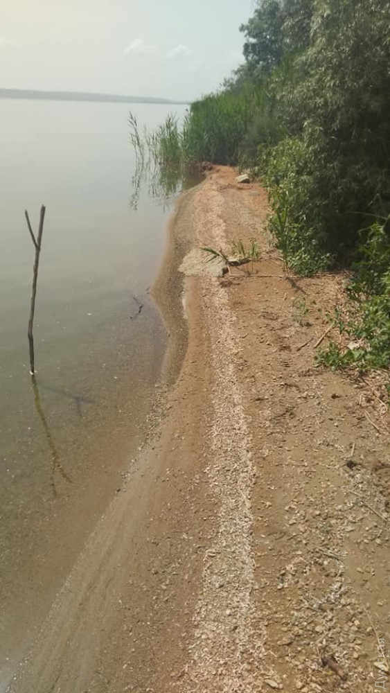 Берег лимана под Одессой усеяли тысячи мертвых креветок. Фото